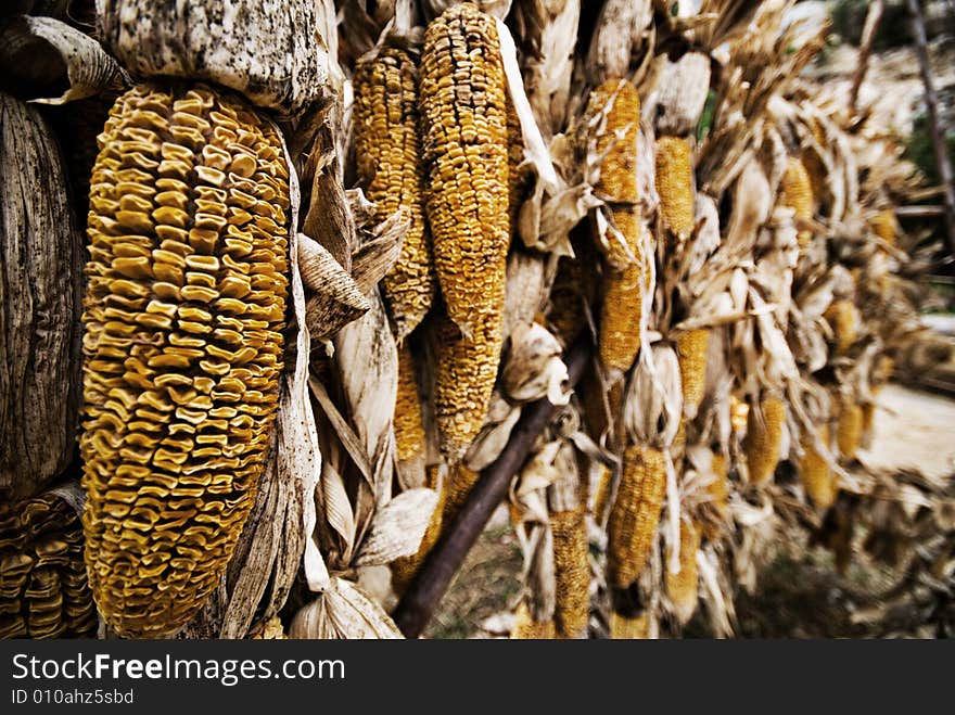 I saw these corns and i think that's should be a great picture like this.