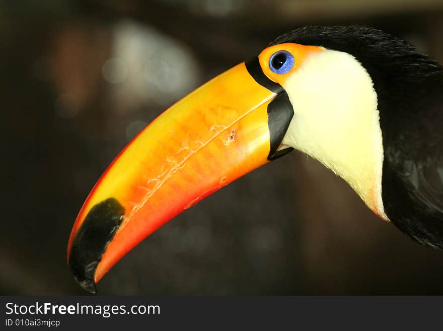 Colorful toucan on dark background