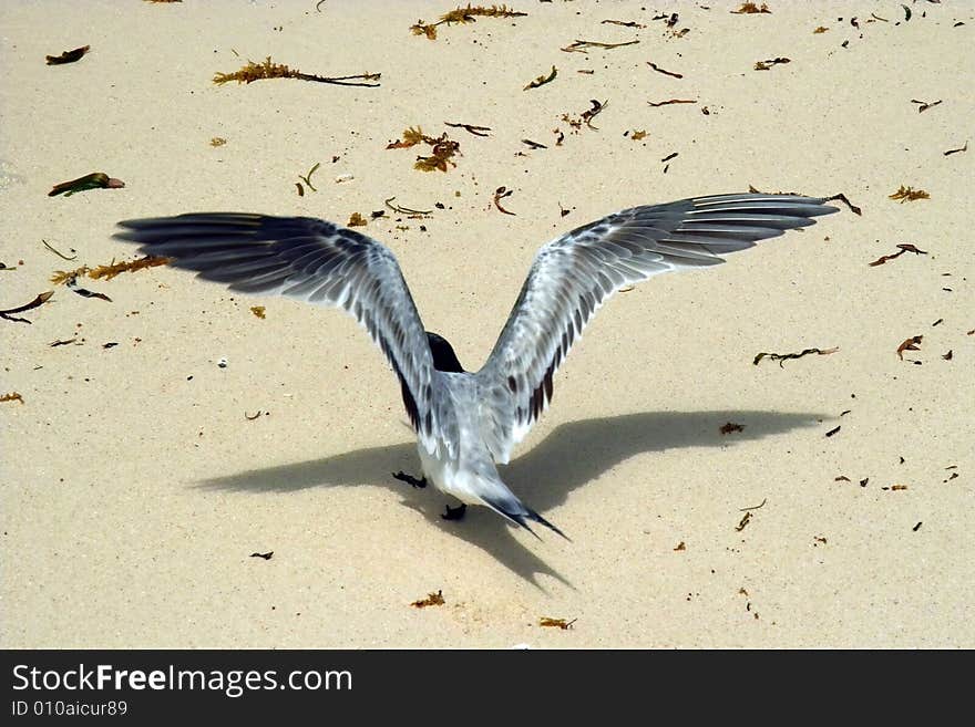 Bird Is Taking-off. The First Flight.