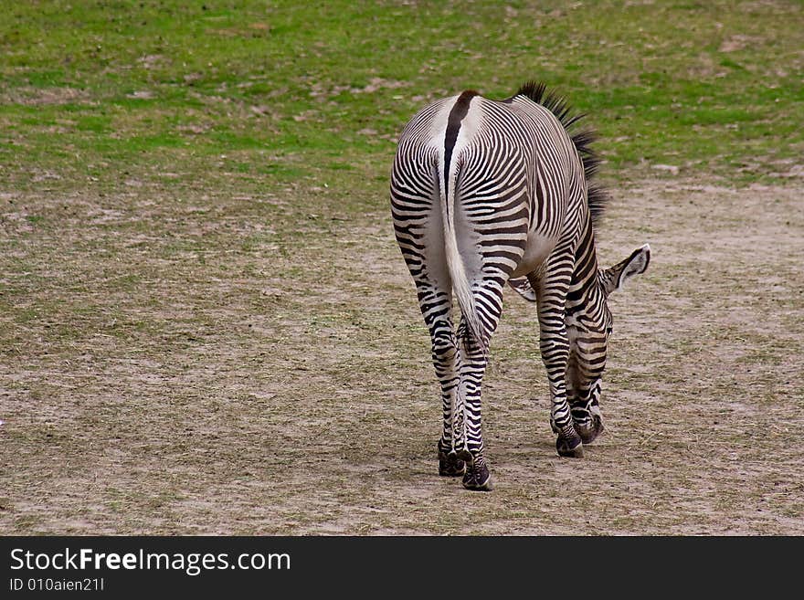 Lonely Zebra eating breakfast a summer morning