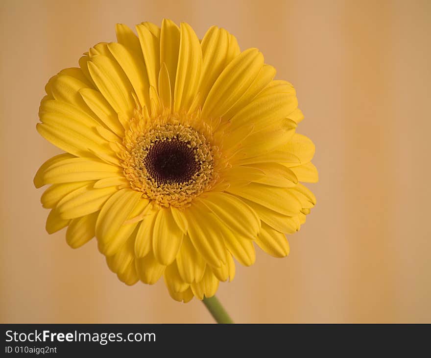 Gerbera