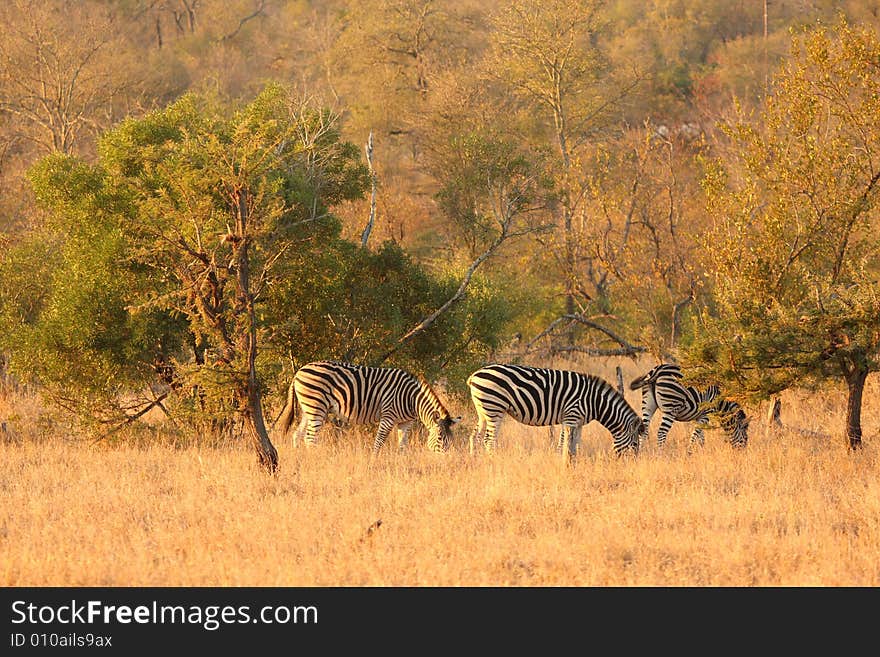 Zebra in Sabi Sands