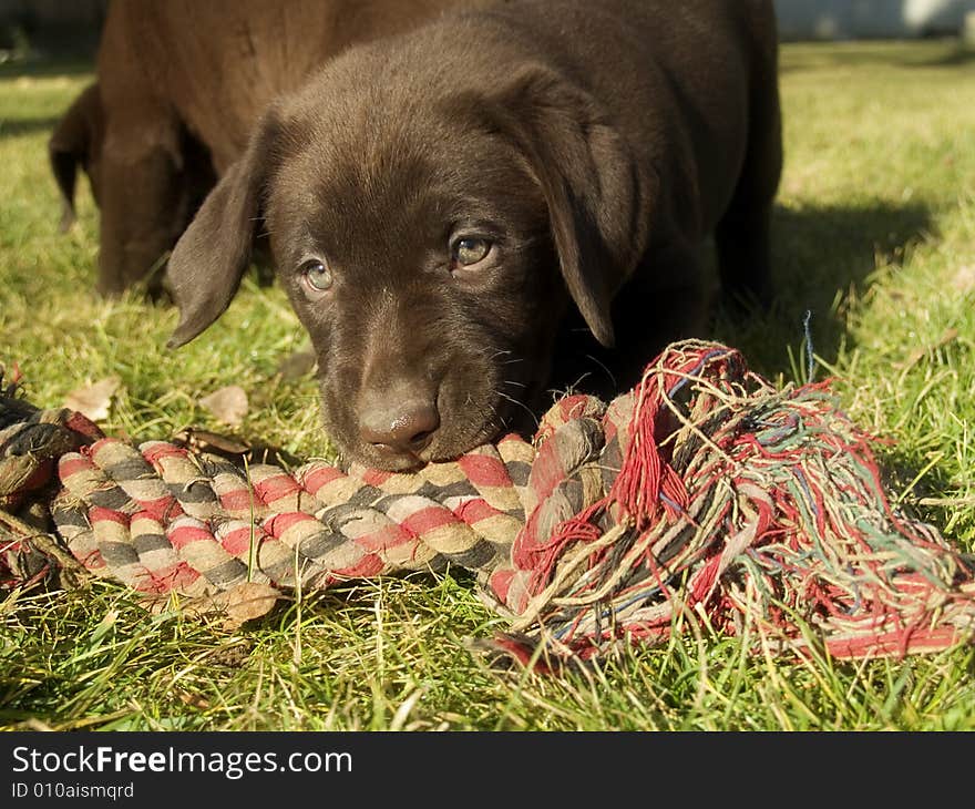 Puppy the labrador dog outdoor