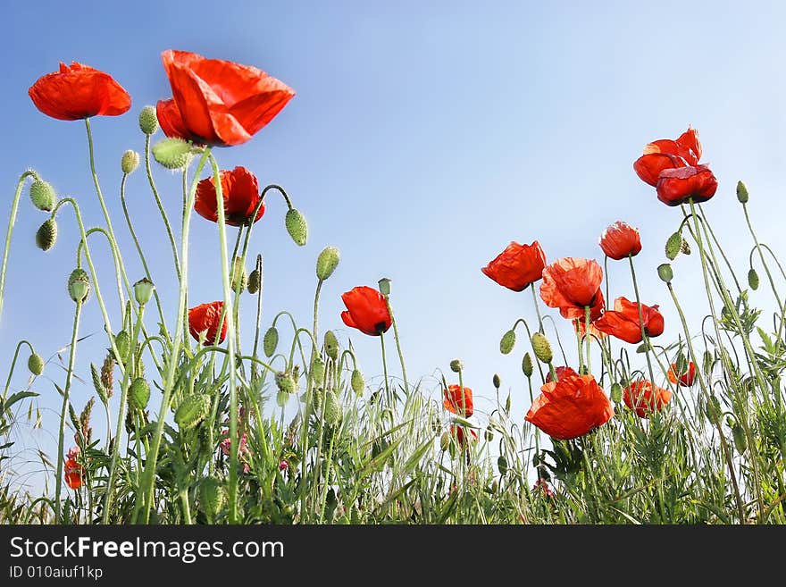 Red Poppies