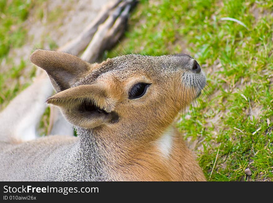 Cute Wallaby baby laying in the grass