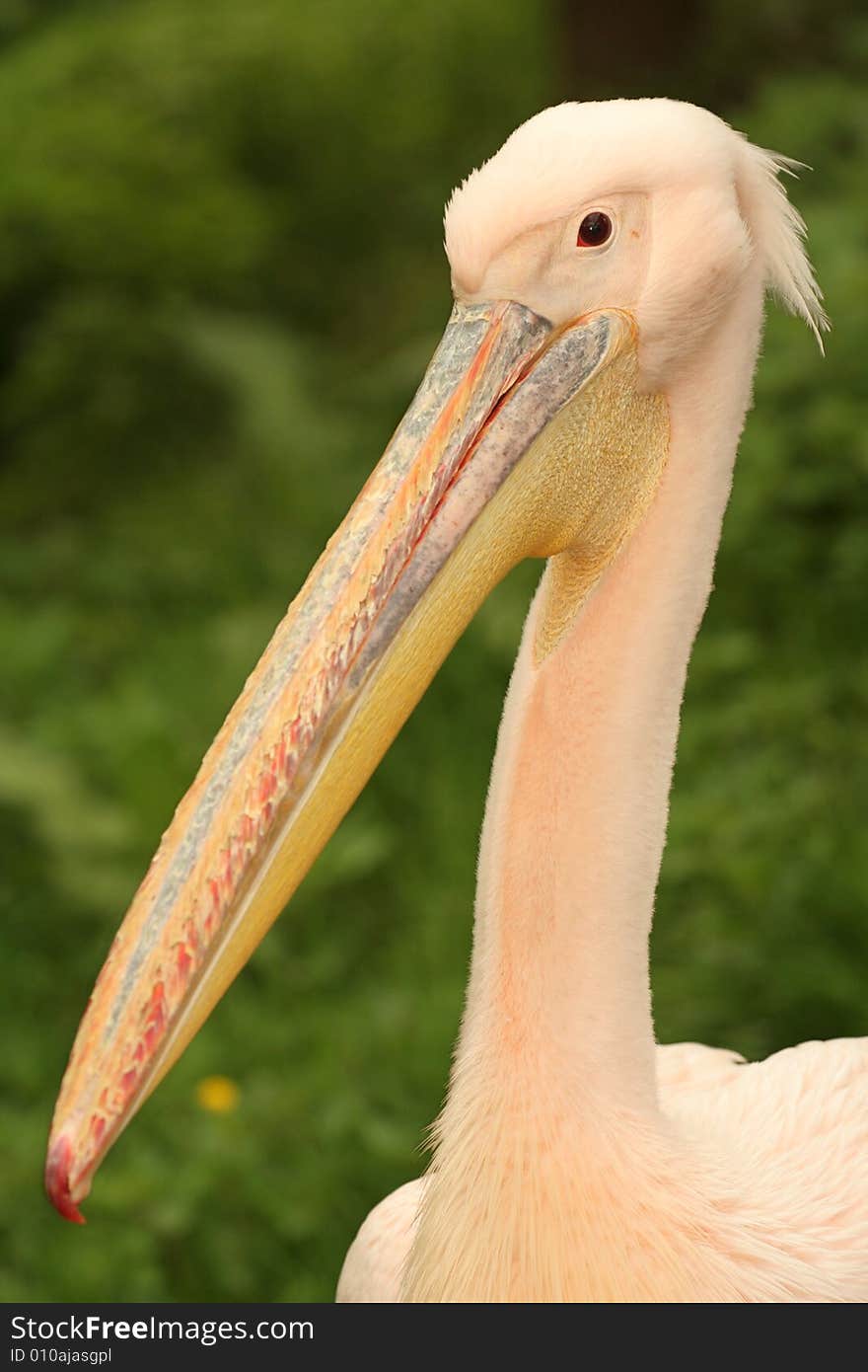 Great White Pelican Portrait