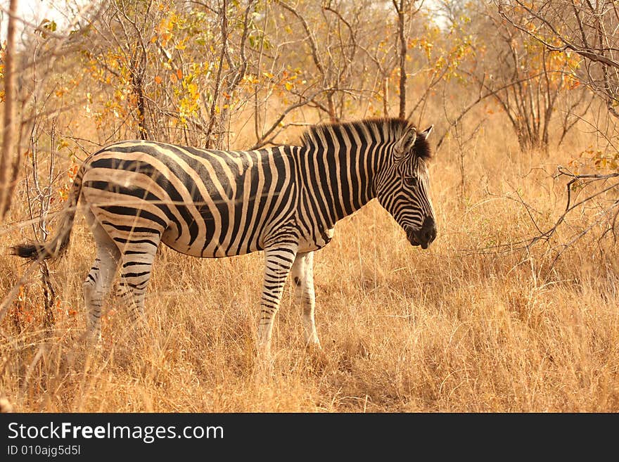 Zebra in Sabi Sands