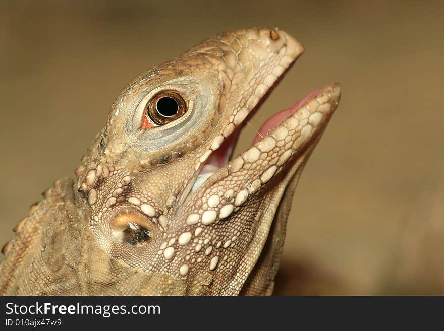 Portrait of little lizard with open mouth. Portrait of little lizard with open mouth