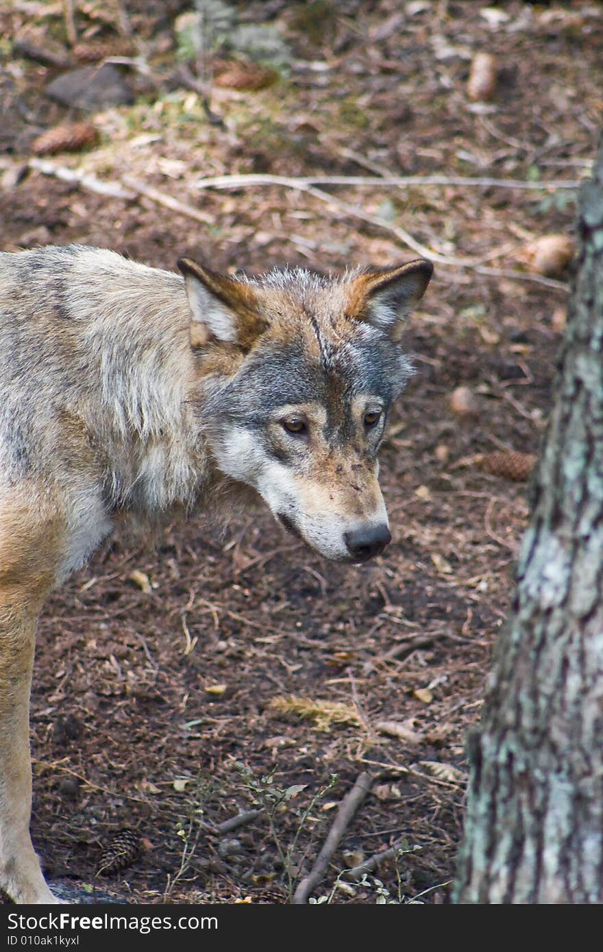 Wolf walking around in the forrest. Wolf walking around in the forrest