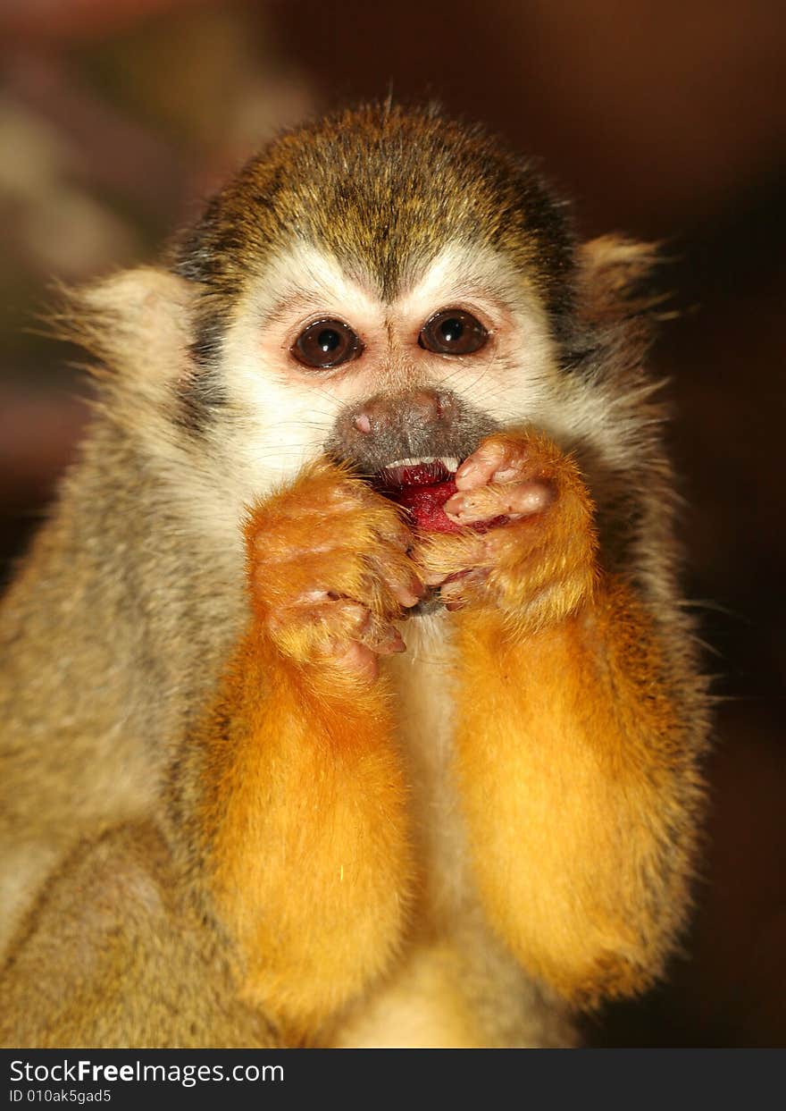 Portrait of squirrel monkey kid