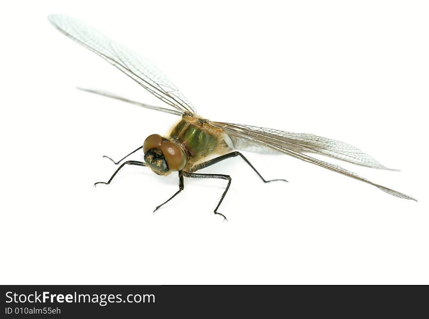 Dragonfly (Cordulia aenea) isolated on white background