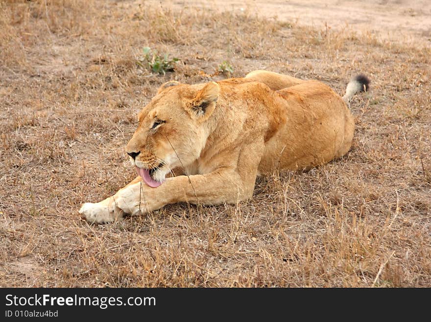 Lioness in Sabi Sands Reserve, South Africa