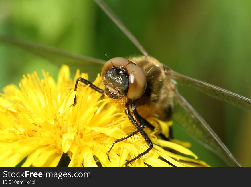 Dragonfly (Cordulia aenea) siting on dandelion. Dragonfly (Cordulia aenea) siting on dandelion