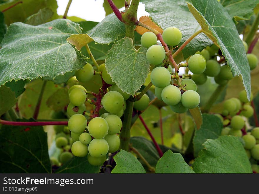 Clusters of grapes ripen on the vine. Clusters of grapes ripen on the vine.