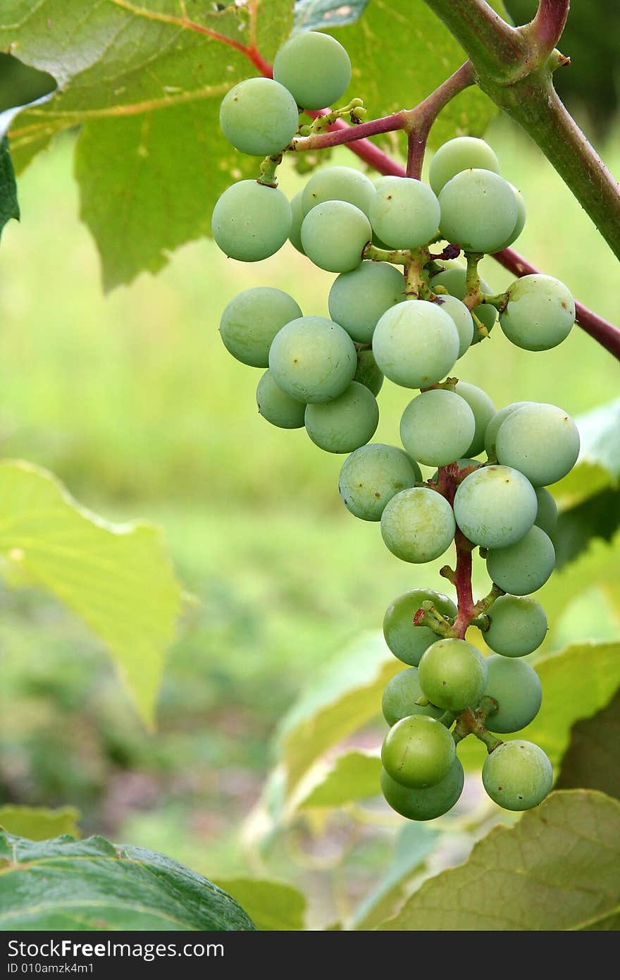 Grapes on the Vine