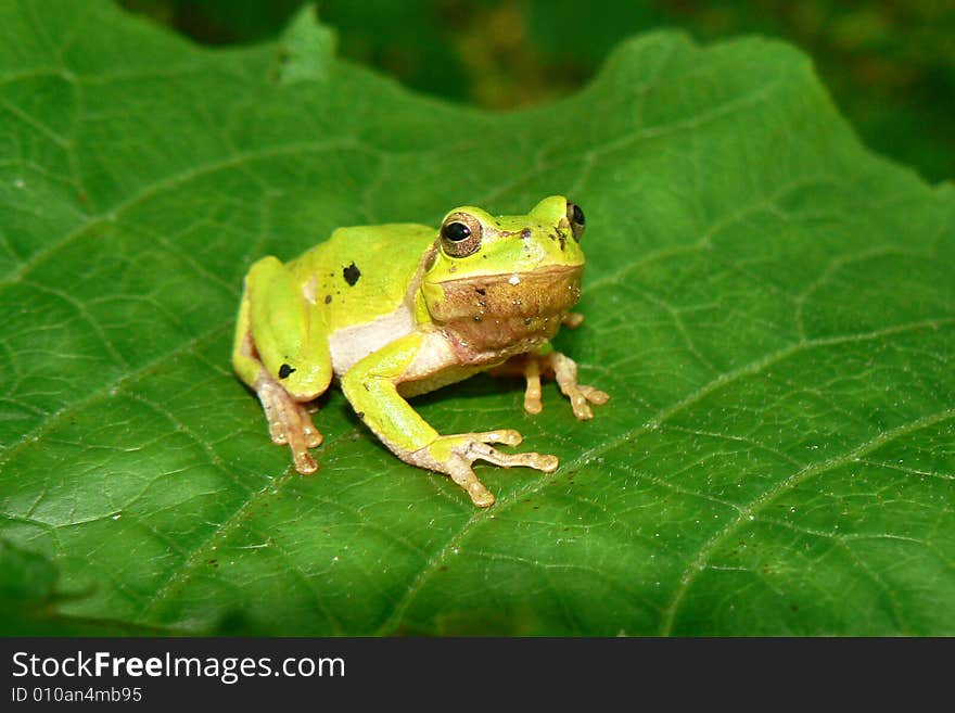 This green frog sits on the big sheet of a plant. It is photographed on Caucasus, illustrates the nature of this district. This green frog sits on the big sheet of a plant. It is photographed on Caucasus, illustrates the nature of this district.