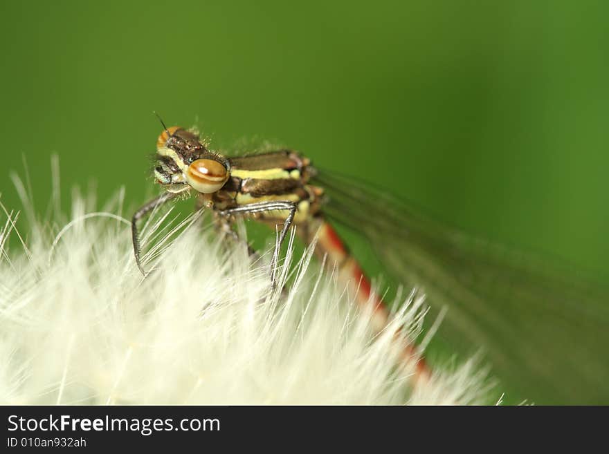 Red Dragonfly