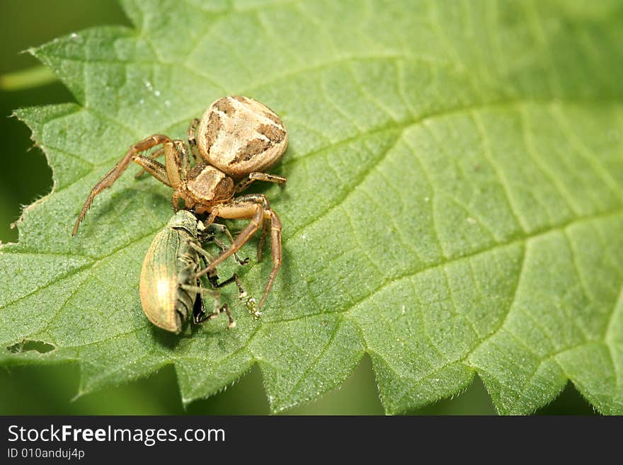 Dark spider with prey sitting on leaf