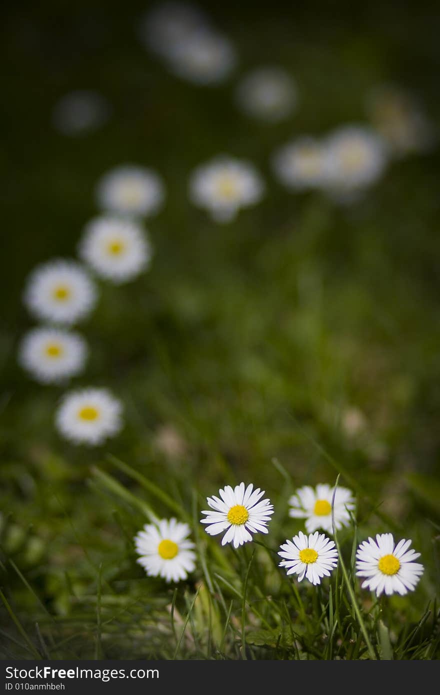 Small, white daisies on the green meadow. Small, white daisies on the green meadow