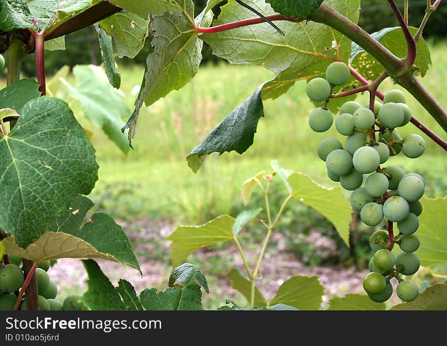 Grape cluster in the vineyard