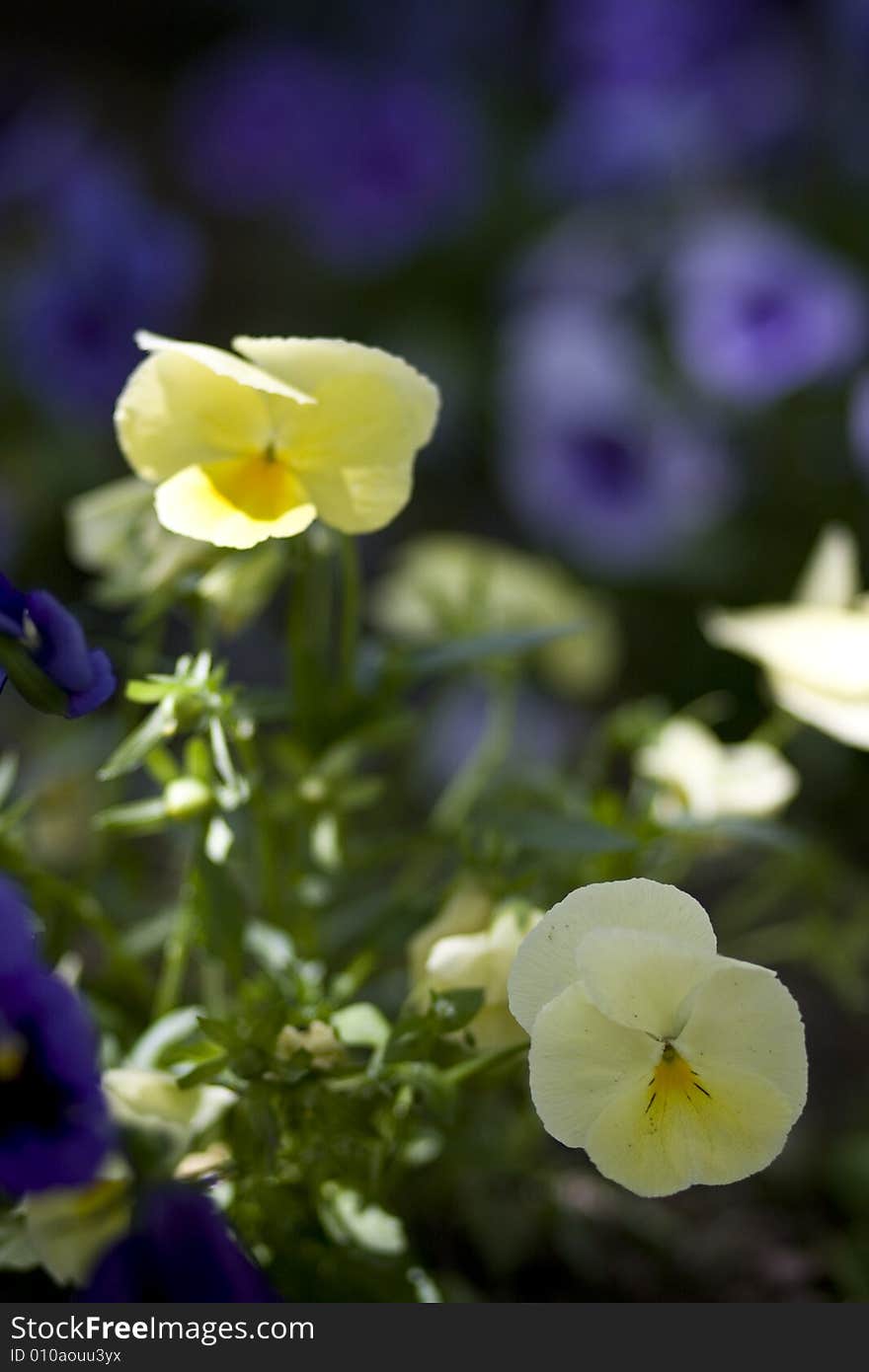 Beautiful flowers