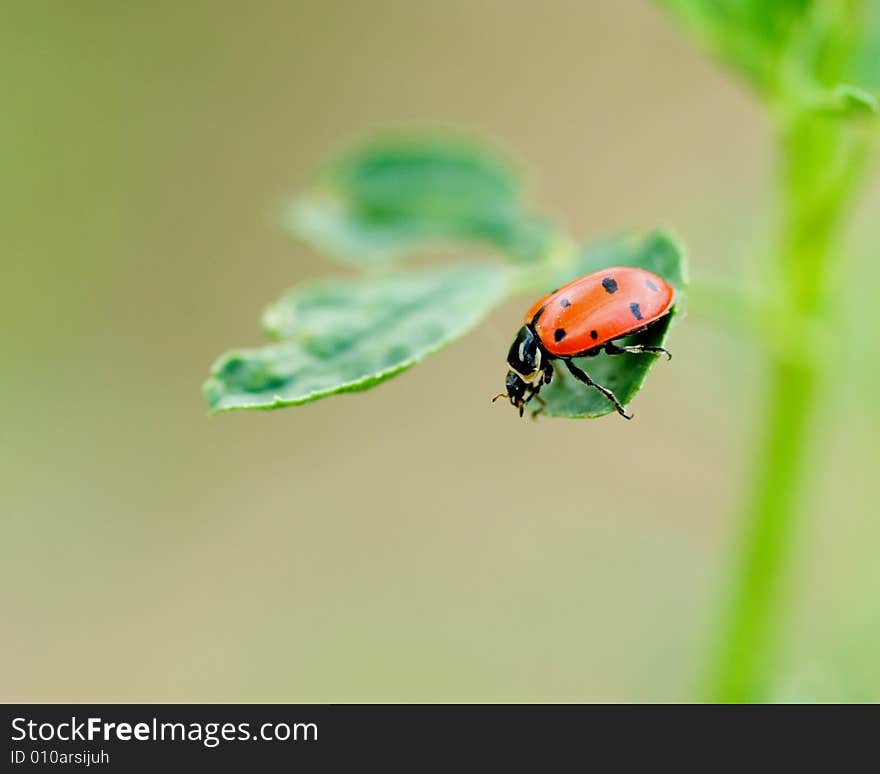 A macro shot of a ladybug climbing on a leaf