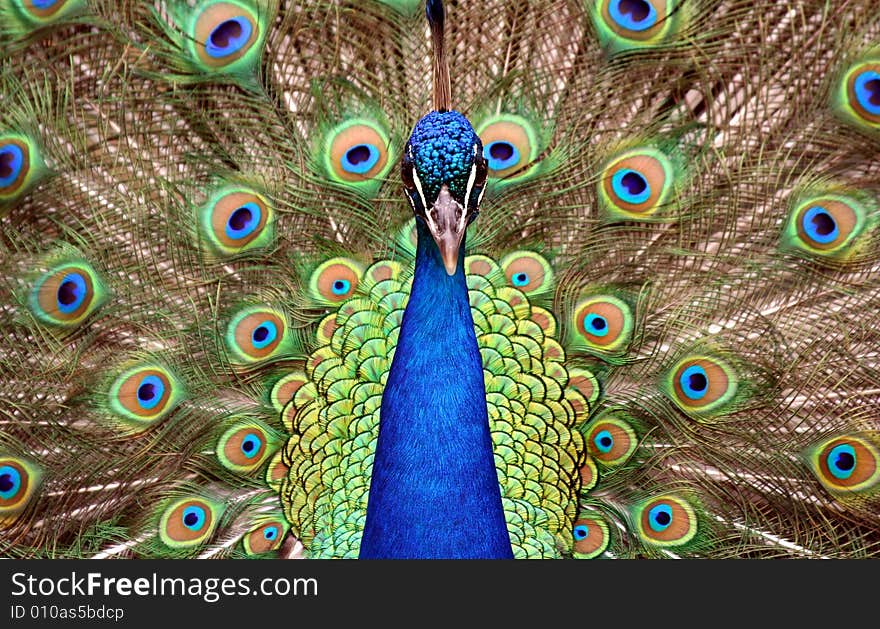 A beautiful peacock eyes the viewer.