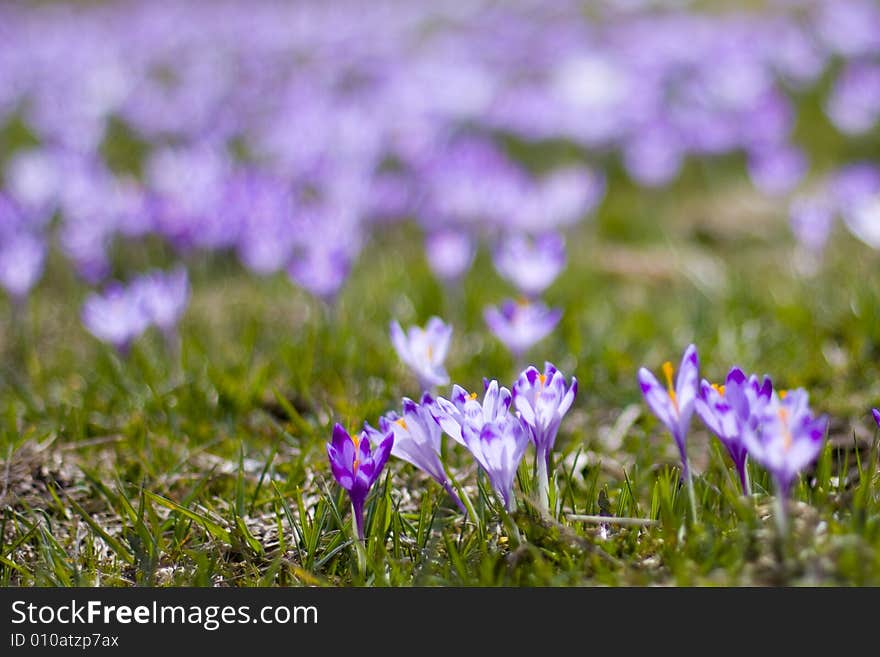 Crocuses on the meadow