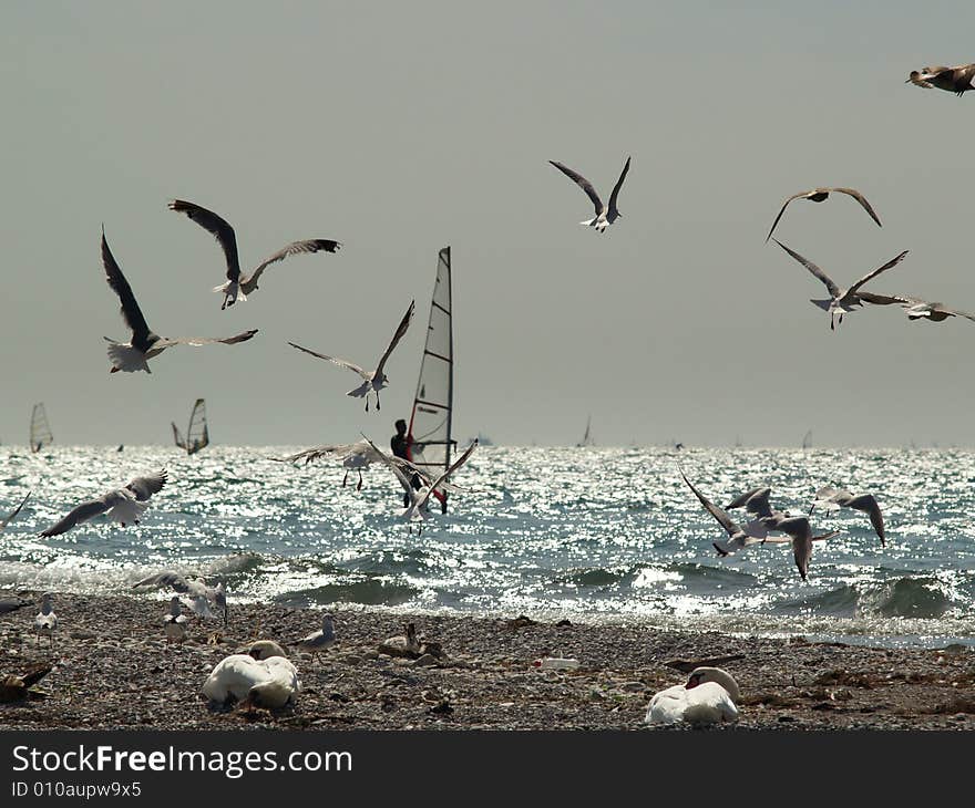 Windsurfing lake garda italy. Group of seagulls follow a windsurfer
Lago di Garda - italy. Windsurfing lake garda italy. Group of seagulls follow a windsurfer
Lago di Garda - italy