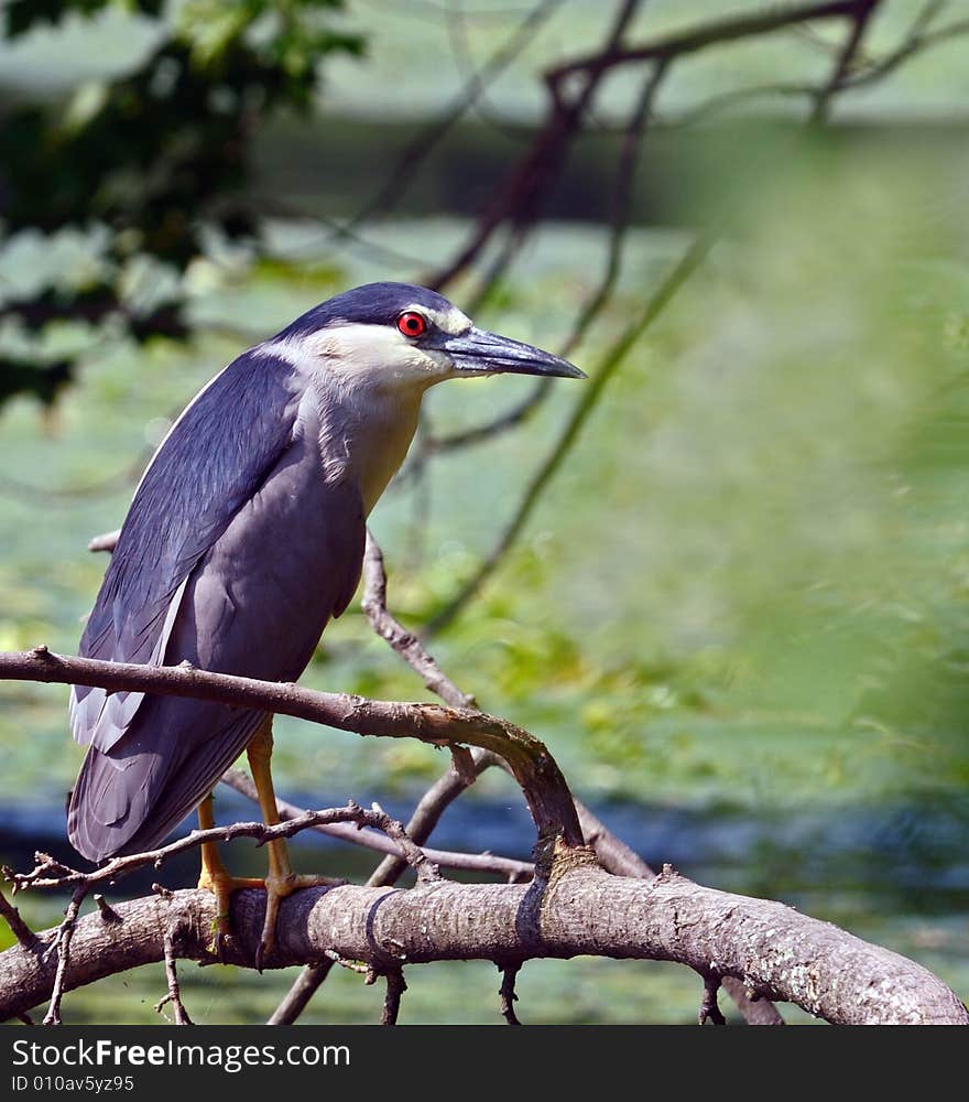 Close-up Black-crowned Night Heron Hunting