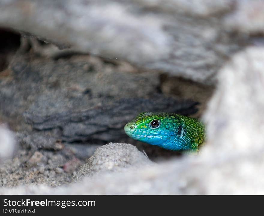 A lizard hid in the burrow under ground