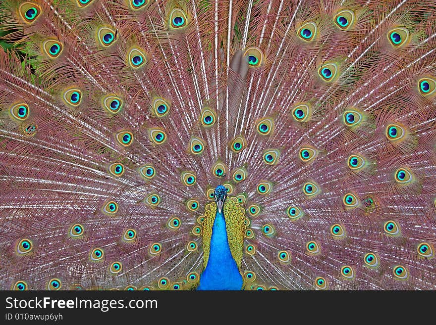 A beautiful peacock in love. A beautiful peacock in love.