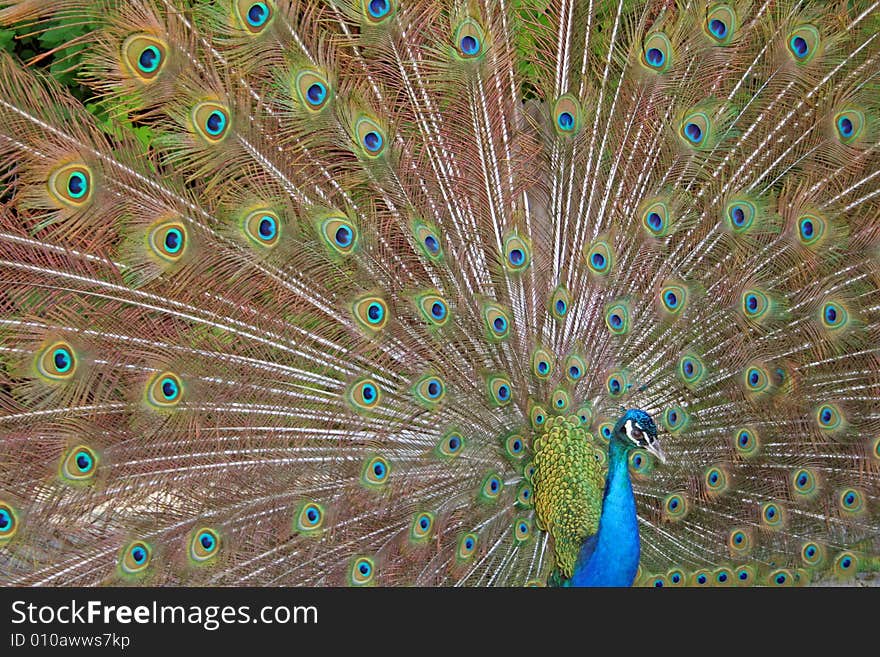 A beautiful peacock.