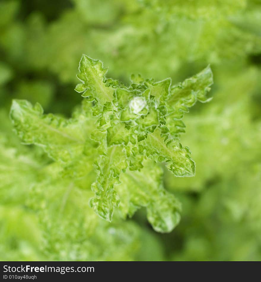 Close-up of mint plant, shallow depth of field. Close-up of mint plant, shallow depth of field.