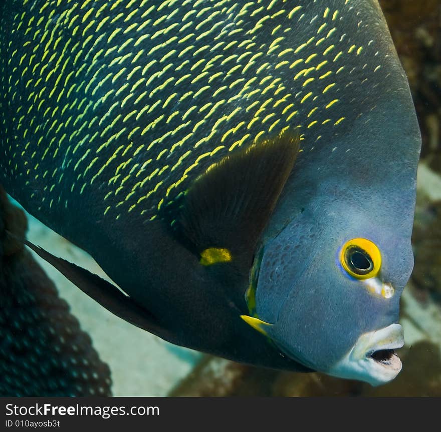 French Angel Fish