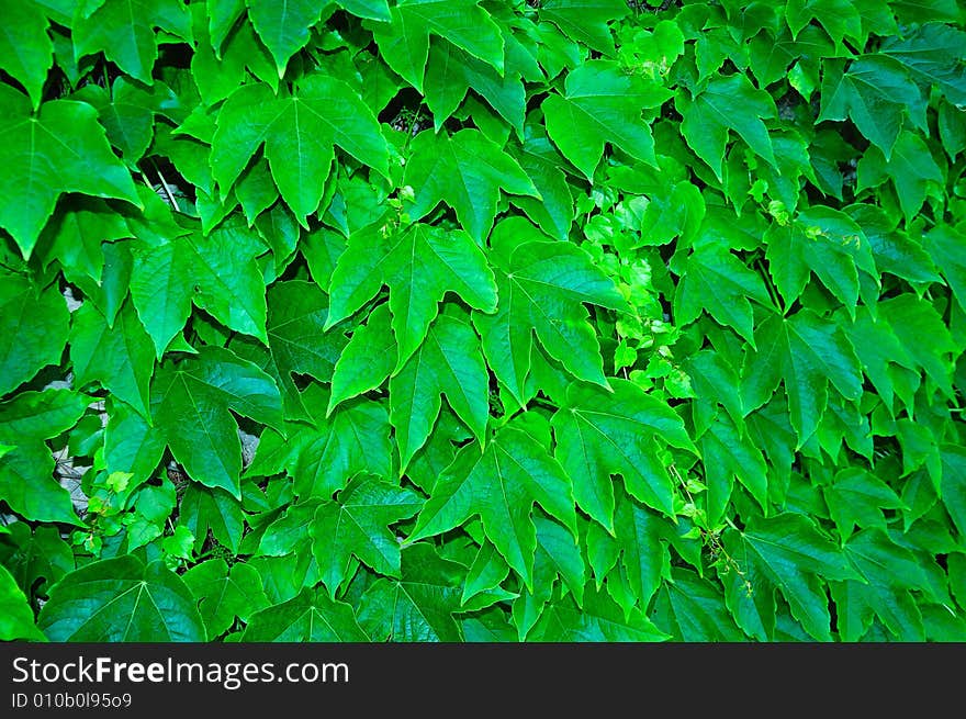 Grape Hedge