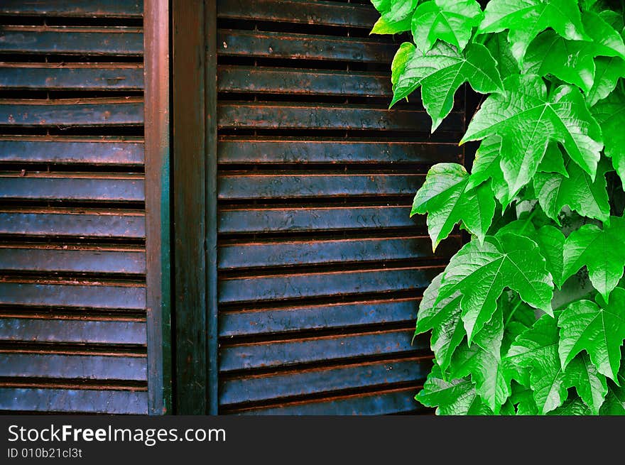 Old Rusty Window and Hedge