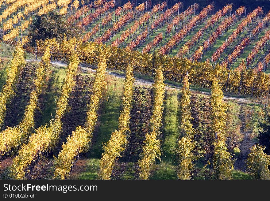 Warm Vineyards In Autumn