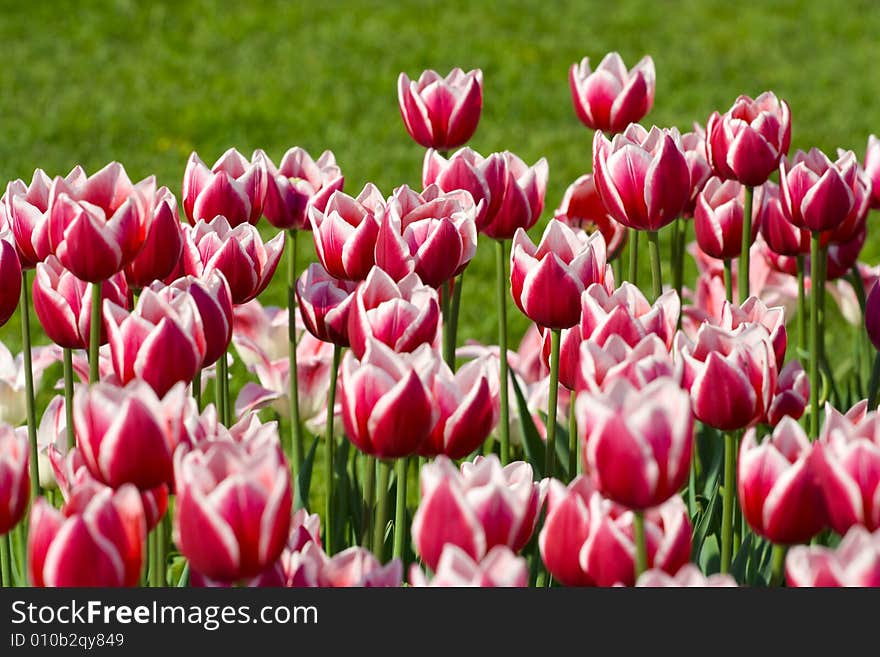 Pink tulips