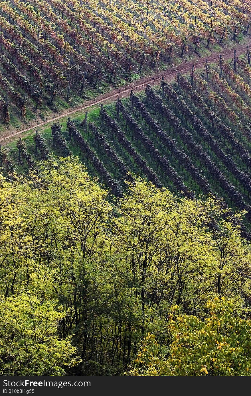 colors of vineyards in the scuropasso valley, broni, oltrepo pavese, pavia, italy. colors of vineyards in the scuropasso valley, broni, oltrepo pavese, pavia, italy