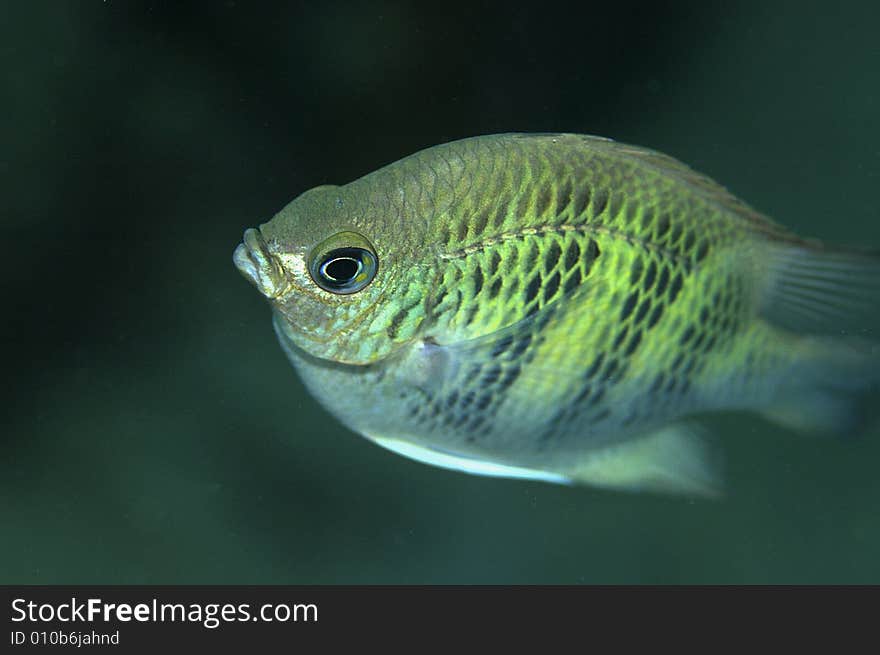 Staghorn damsel fish swimming in mid water looking for food