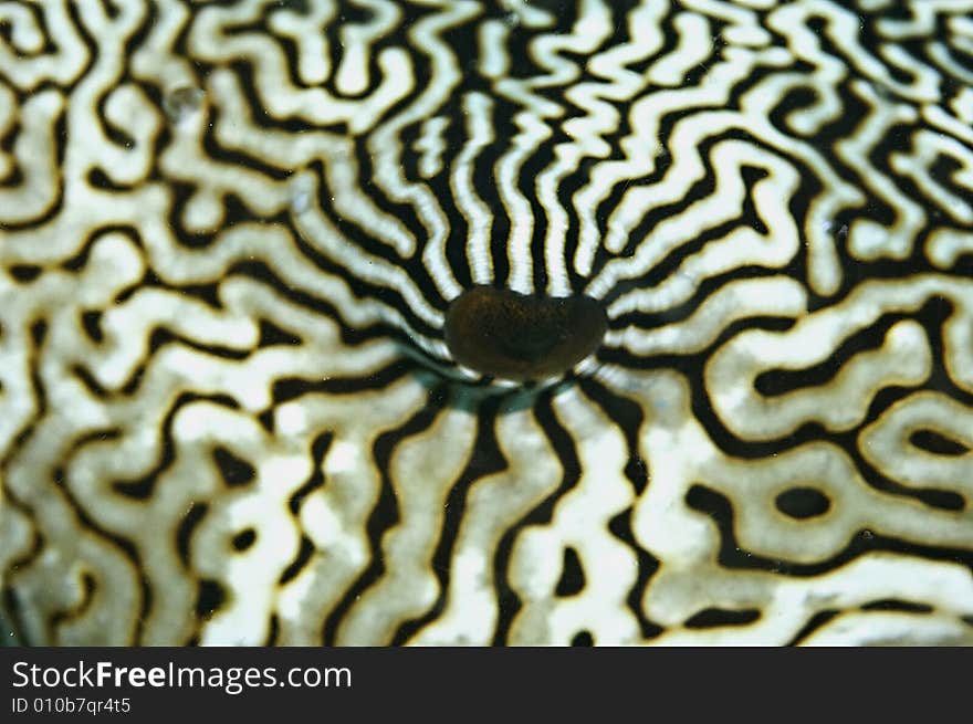 A nice pattern of the pufferfish's eye