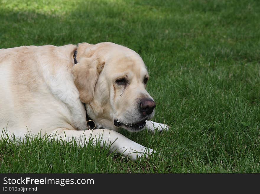 A Sad Dog in park in Milan, Italy