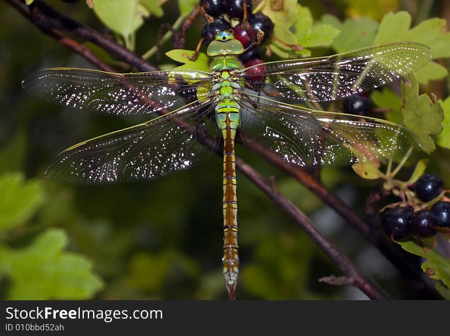 Dragonfly in coverture after rain