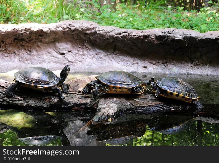 Turtles on a Rock