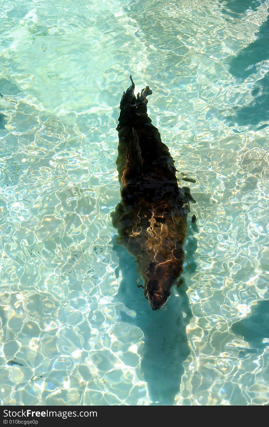 Sea lion in the zoo