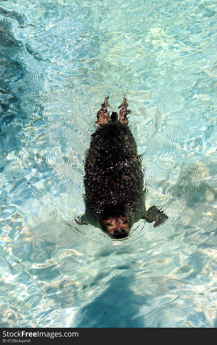 Sea lion in the zoo