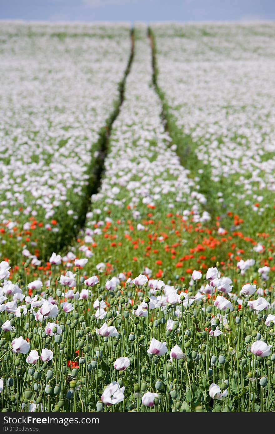 Triple color poppy flower field. Triple color poppy flower field.