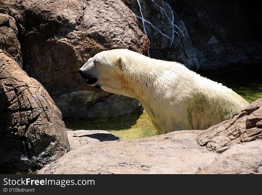 Polar bear