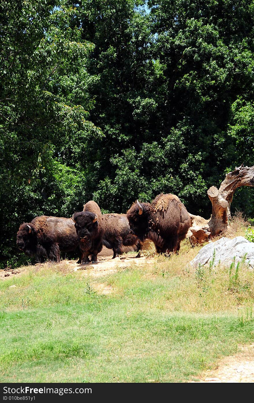 Group of bison in a national park